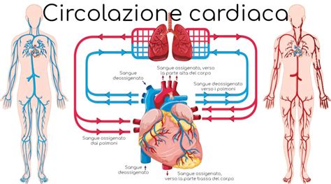 Soffio Al Cuore In Adulti E Bambini Sintomi Cause E Cura Valori Normali