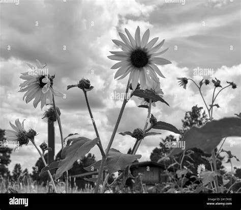 black and white sunflowers Stock Photo - Alamy