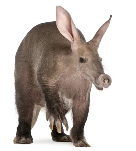 Aardvark Orycteropus 16 Years Old Stock Image Image 18990405