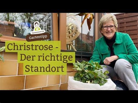 Der Richtige Standort F R Christrosen Sie Bl Ht Wenns Ihr Dort