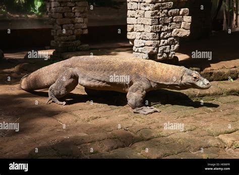 Famoso Drag N De Komodo El Lagarto M S Grande Del Mundo Fotograf A De