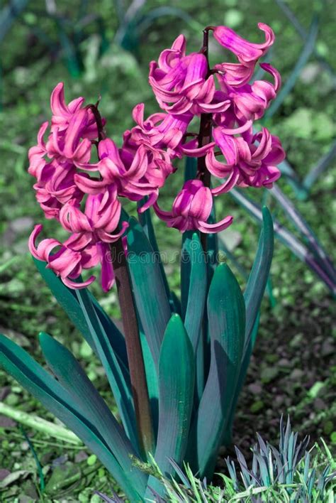 Lila Hyazinthen Hyacinthus Orientalis Der Sorte Minos Im Garten