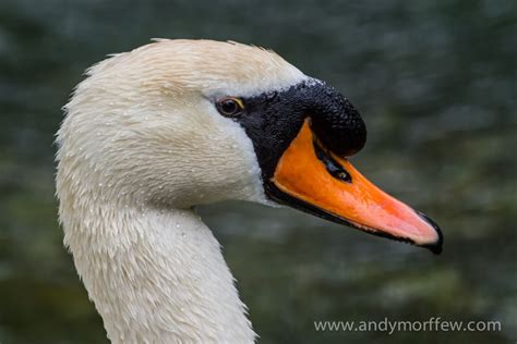 Free Images Wing Wildlife Portrait Beak Fauna Close Up Swan