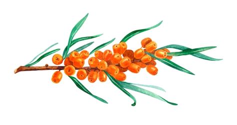 Premium Photo Hand Drawn Watercolor Of Seabuckthorn Forest Buckthorn