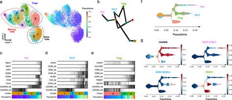 Pseudotime Analysis Reveals Distinct Trajectories Of CD4 T Cell