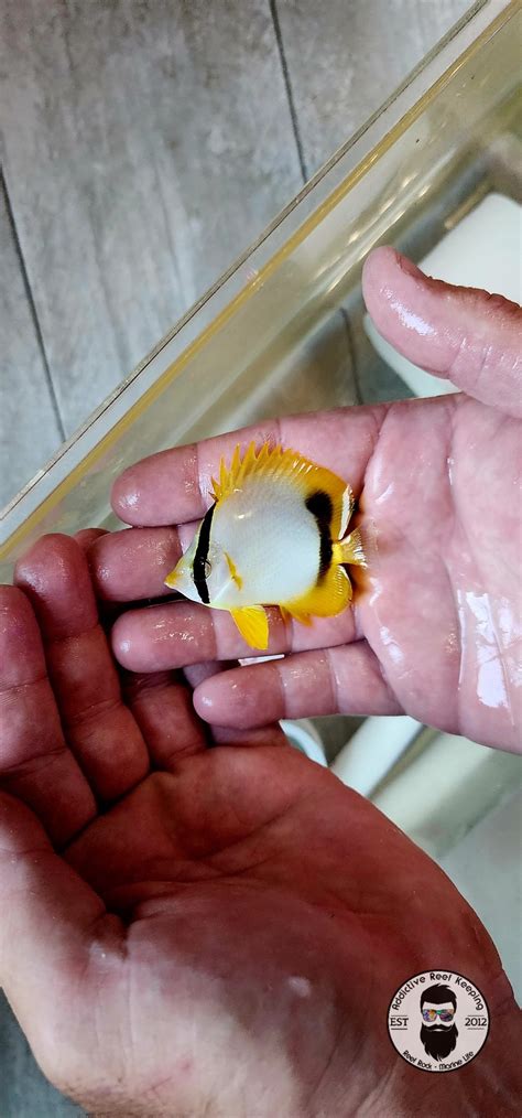 Spotfin Butterflyfish (Chaetodon ocellatus) – Addictive Reef Keeping