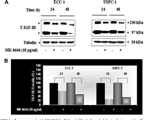 Figure From Igf R Directed Targeted Therapy Enhances The Cytotoxic