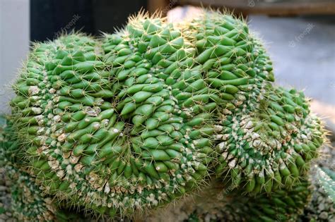 Premium Photo Closeup Potted Mammillaria Elongata Cristata Or Brain