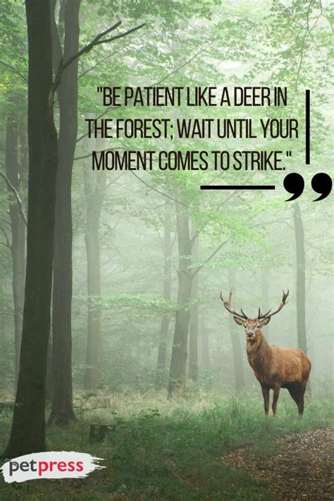 50+ Inspiring Deer Quotes to Ignite Your Inner Courage and Strength ...