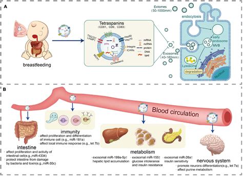 Frontiers Biological Properties Of Milk Derived Extracellular