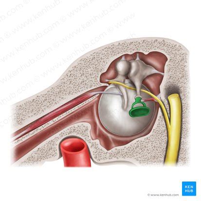 Stapes: Anatomy, structure and function | Kenhub