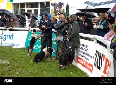 Sheep dog trials at The Royal Welsh Agricultural Show Builth Wells ...