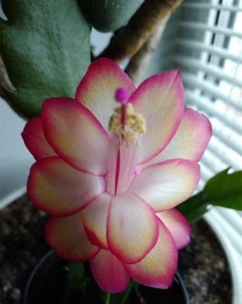 Зигокактус (декабрист) Samba Brazil | Festima.Ru – частные объявления