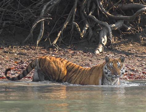 SUNDARBAN WILDLIFE TOUR