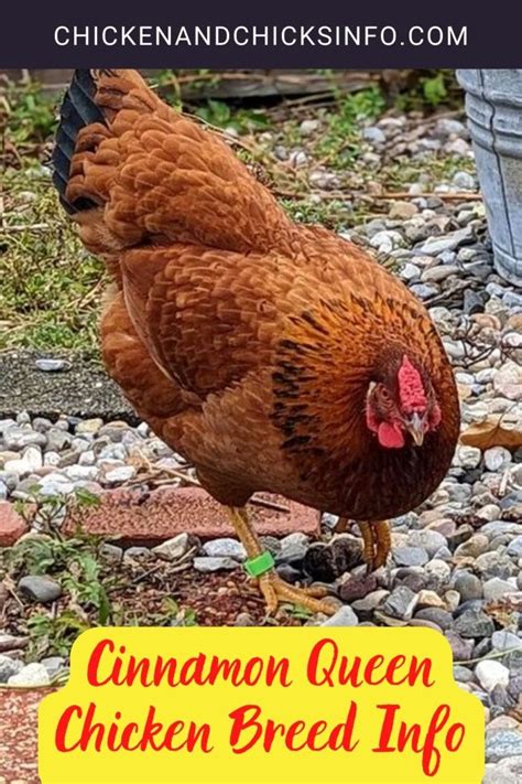 Cinnamon Queen Chicken Breed Info Where To Buy Chicken Chicks Info