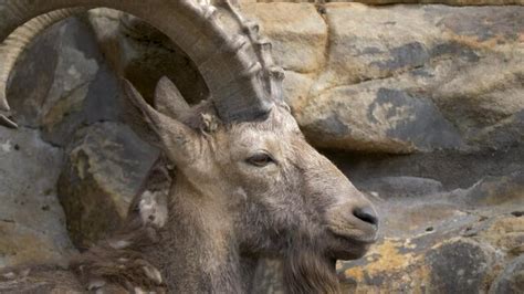 "Siberian Ibex" Images – Browse 266 Stock Photos, Vectors, and Video ...