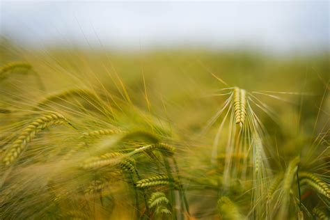 Gardeners debate the best violet variety for spring planting 17