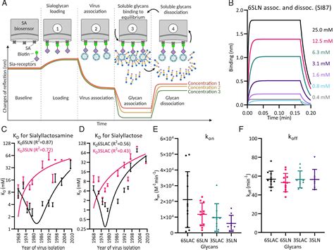 H3n2 Influenza A Virus Gradually Adapts To Human Type Receptor Binding