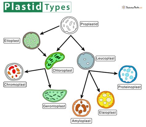 Plastids Definition Structure And Function With Diagram