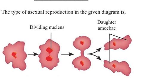 The Type Of Asexual Reproduction In The Given Diagram Is