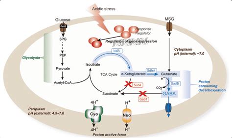 Metabolic Engineering Of E Coli For The Production Of Gamma