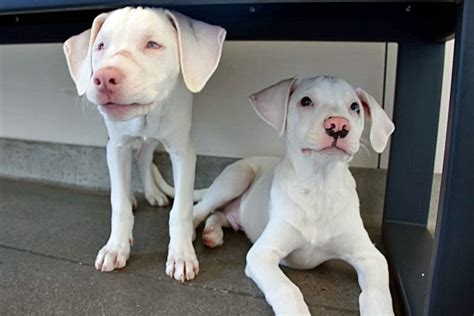 Cachorrinho surdo e cego e seu irmão guia encontram juntos um novo