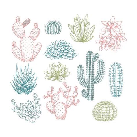 Colección De Cactus Ilustración De Estilo Esquemático Conjunto