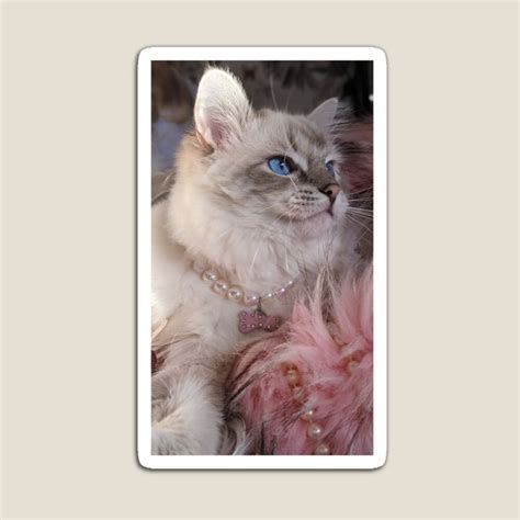 Ragdoll Cat Saoirse Ragdoll Magnet For Sale By Fluffycat