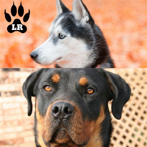 The Rottweiler Husky Mix - AKA, the Rottsky | Labrottie.com