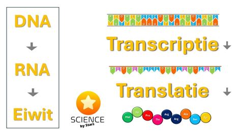 Van DNA Tot Eiwit Transcriptie En Translatie YouTube