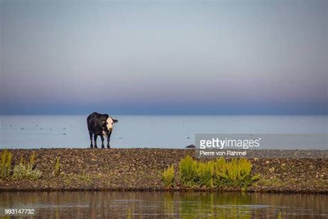 33 Seacow Stock Photos High Res Pictures And Images Getty Images