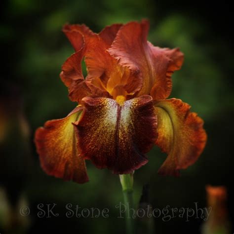 Items similar to Tall Bearded Iris, Rust Color on Etsy