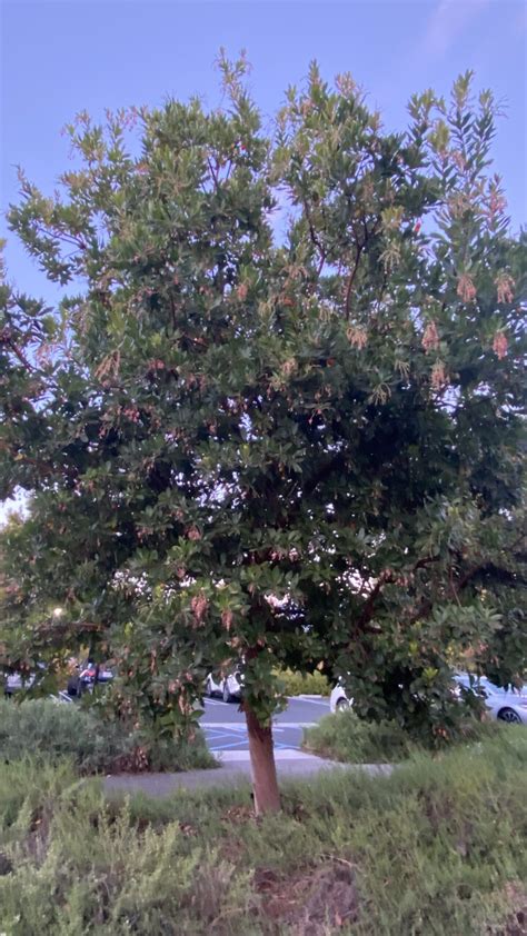 strawberry tree marina 5