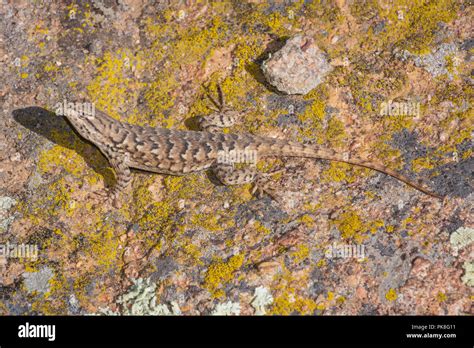 Plateau Fence Lizard Sceloporus Tristichus Hi Res Stock Photography And