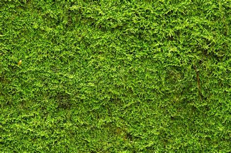 A background of green moss | Stock image | Colourbox