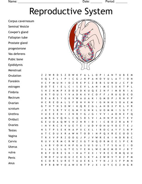 Reproductive Organs Bingo Cards WordMint