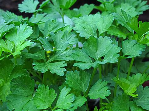 Parsley vs. Cilantro vs. Basil: What's the Difference? - Substitute Ninja