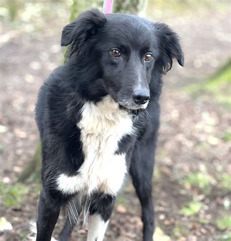 Border Collie Trust GB - 🐾 Hello hoomans! Lassie here! 🐾 I’m a 4-year