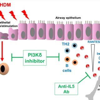 schematic representation   key inflammatory pathways involved