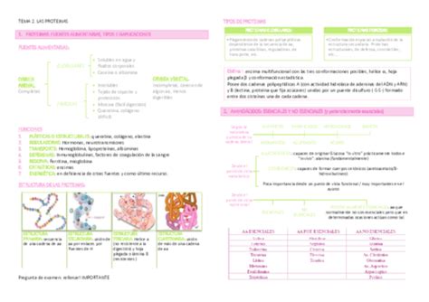 Tema Las Proteinas Pdf