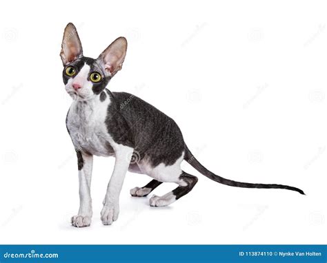 Cornish Rex Cat Kitten Standing Side Ways Stock Photo Image Of Shot