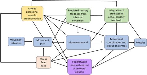 Image Depicting The Sensorimotor Integration Smi That Occurs During