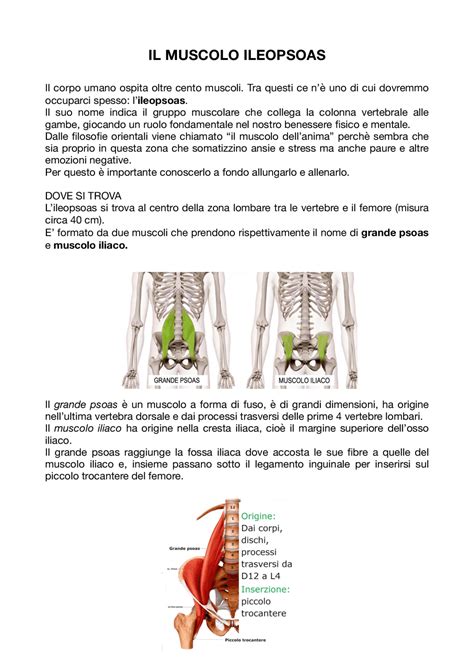 Il Muscolo Ileopsoas Schemi E Mappe Concettuali Di Educazione Fisica