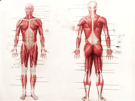 Muscles Arm Leg Diagram Quizlet