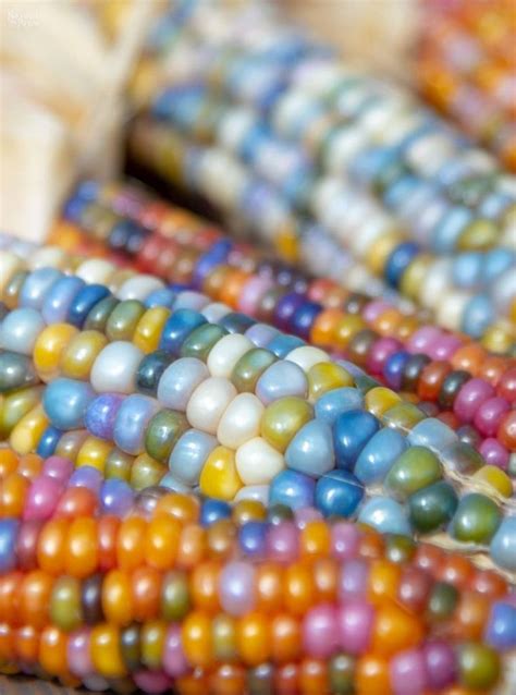 How To Buy Grow And Use Rainbow Glass Gem Corn It S So Easy Glass Gem Corn Rainbow Corn Corn