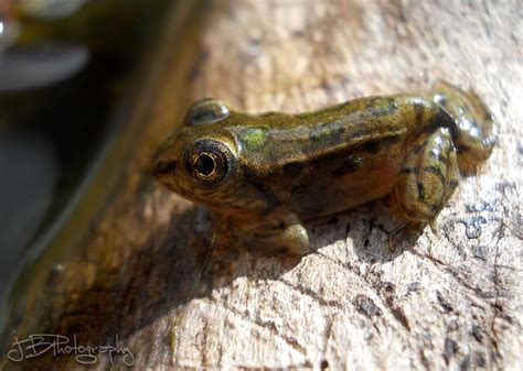 Freedom For Baby Leopard Frog Flickr Photo Sharing