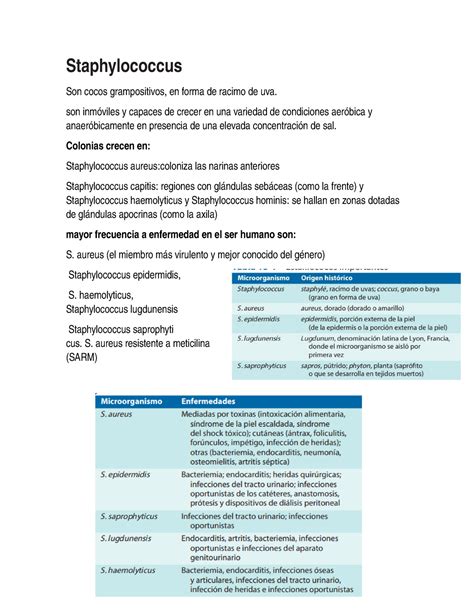 Staphylococcus Resumen Microbiologia Médica Staphylococcus Son