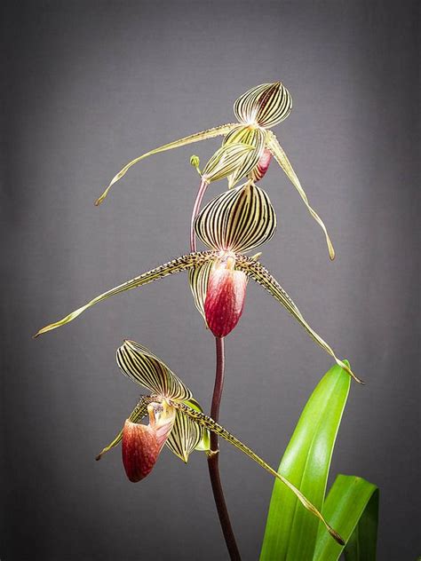 Pin on Paphiopedilum rothschildianum - Rothschild's slipper orchid ...