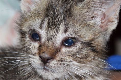 5 Cara Mengobati Mata Kucing Berair Merah Dan Belekan Secara Alami