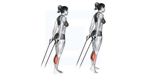 Band Calf Raise Guide Benefits And Form